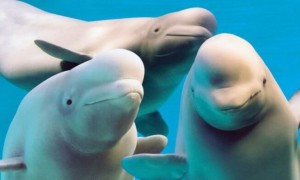 就离谱!加政府拒绝卖中国,30头白鲸或面临安乐死