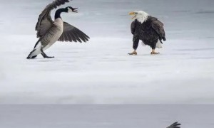 更肮脏的游戏来了