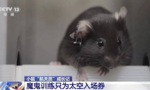 4 只小鼠“航天员”要上中国空间站,“魔鬼训练”画面曝光